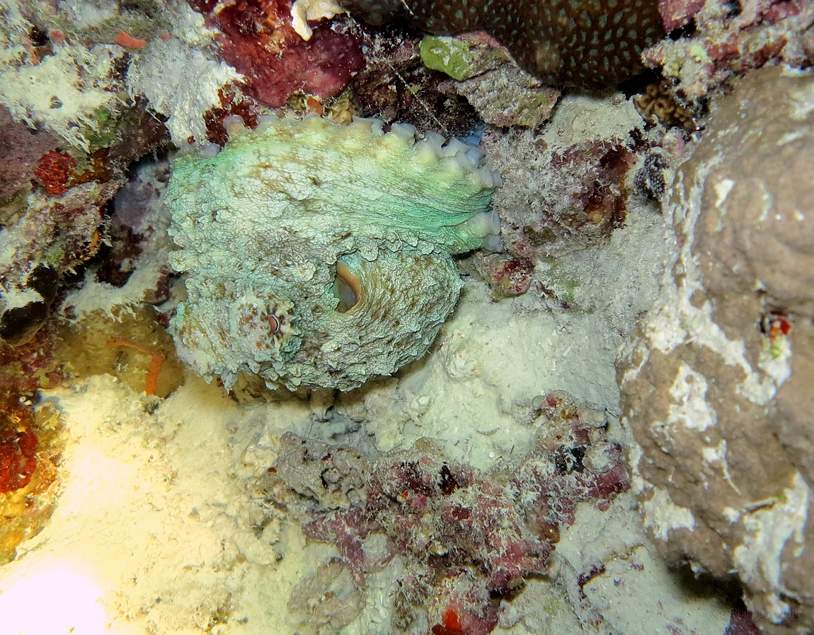 IMG_0802rf_Maldives_Madoogali_Plongee 7_House reef_Poulpe.jpg